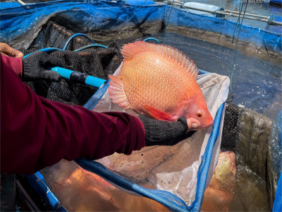 Tilapia <a href=https://www.yangfanmesh.com/en/Aquaculture-Fishing-Farming-Net.html target='_blank'>fish farming cage</a>.png