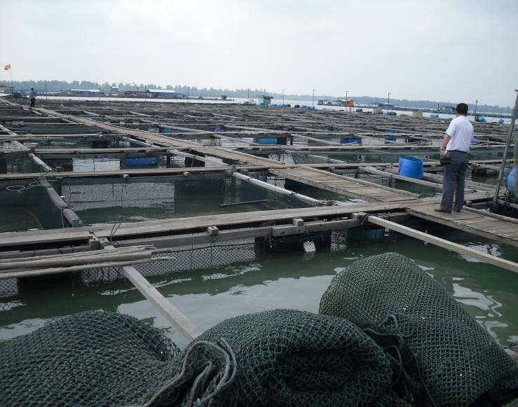 fish cage aquaculture farming