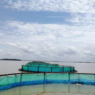 aquaculture fish farming cage net