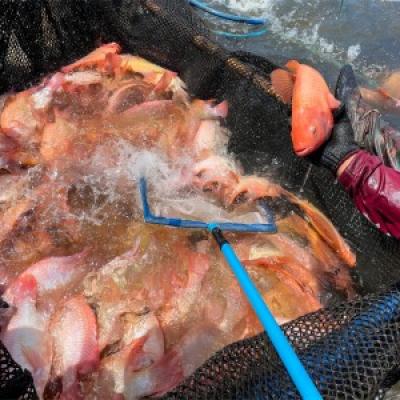 Fish Cage Farming