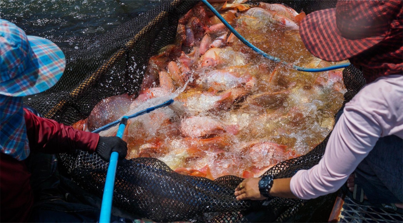 <a href=https://www.yangfanmesh.com/en/Aquaculture-Fishing-Farming-Net.html target='_blank'>fish farming aquaculture cage</a> net.jpg