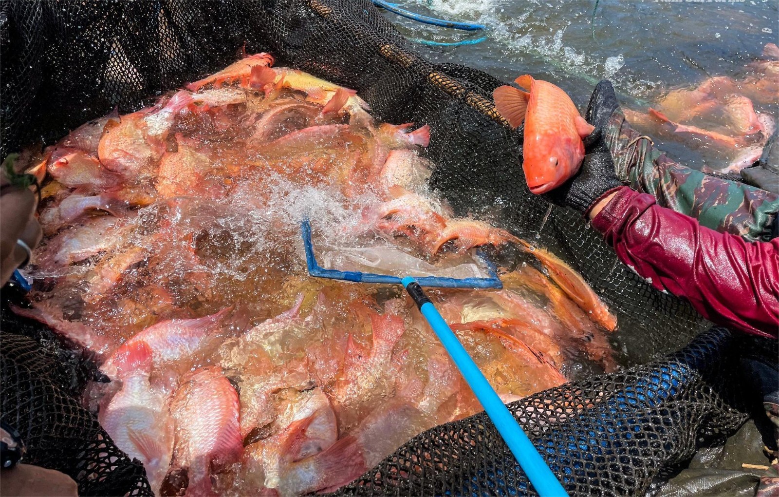 aquaculture cage polyethylene net.jpg